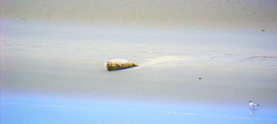 Eine Robbe liegt allein auf einer Sandbank.