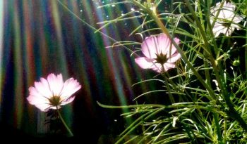 Sonnenstrahlen fallen auf rosadarbene Blumen vor schwarzem Hintergrund
