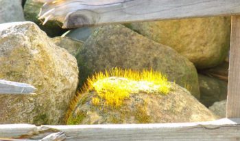 Das Moos auf einem Stein leuchtet in der Sonne