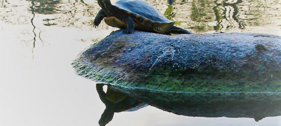 Eine Schildkröte sitzt meditativ auf einem Stein im Wasser