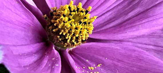 Eine violette Blüte in Nahaufnahme