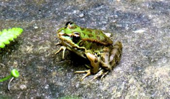 Ein Frosch sitzt auf einem Stein