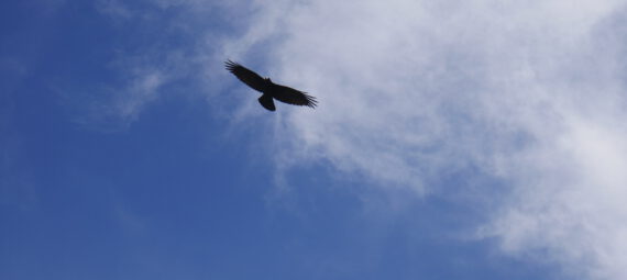 Ein Raubvogel fliegt am Himmel.
