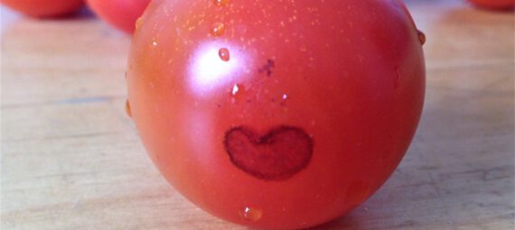 Eine Tomate mit einem herzförmigen Fleck liegt auf einem Tisch, im Hintergrund sind weitere Tomaten