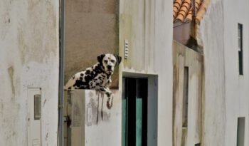 Ein Dalmatiner liegt auf einer Mauer und schaut in die Kamera.