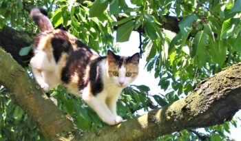 Eine Katze klettert in einem Baum herum.