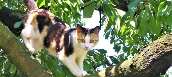 Eine Katze klettert in einem Baum herum.