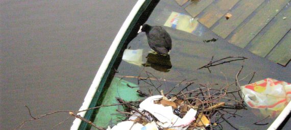 Ein Blesshuhn hat ein Nest aus Müll in einem Boot gebaut.