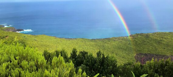 Ein doppelter Regenbogen ragt aus einem Wald am Meer.